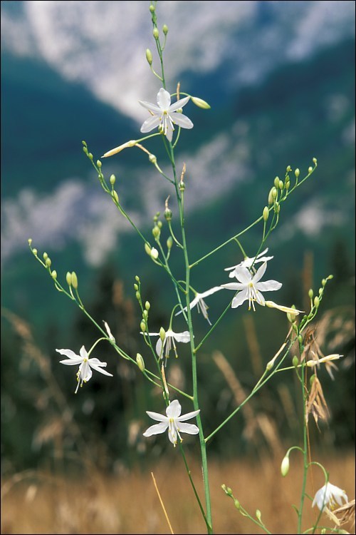 Image of Branched St Bernard's lily