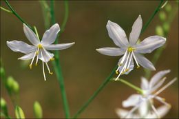 Image of Branched St Bernard's lily