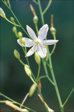 Image of Branched St Bernard's lily