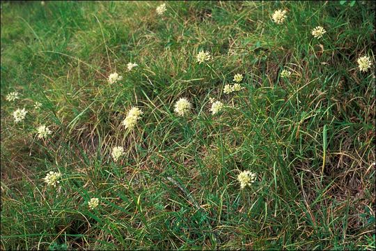 Image of Allium ericetorum Thore