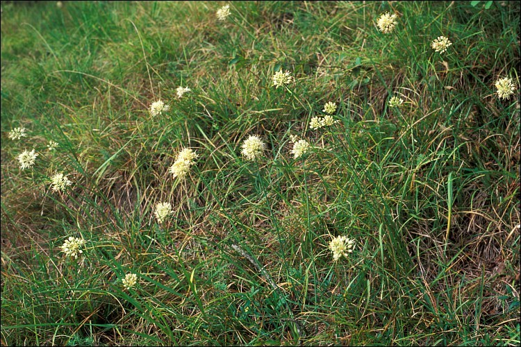 Image of Allium ericetorum Thore