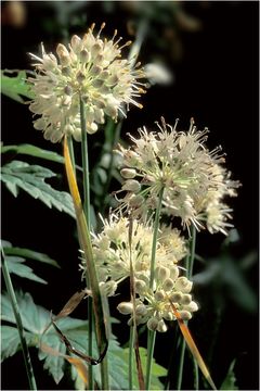 Image of Allium ericetorum Thore