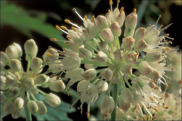 Image of Allium ericetorum Thore