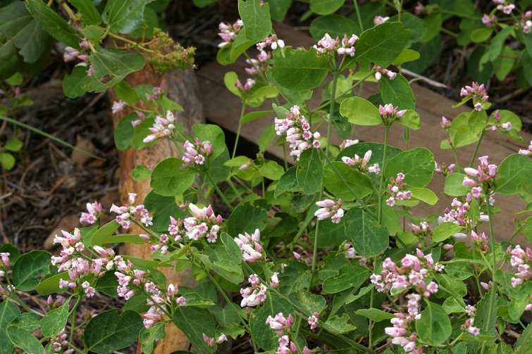 Image of flytrap dogbane