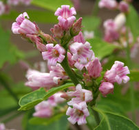 Image of flytrap dogbane