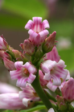 Image of flytrap dogbane