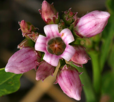 Image of flytrap dogbane