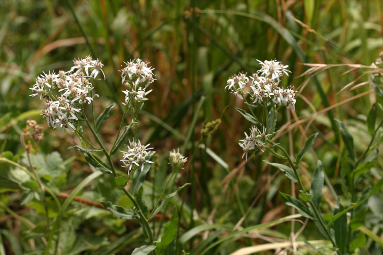 Image of Oregon whitetop aster