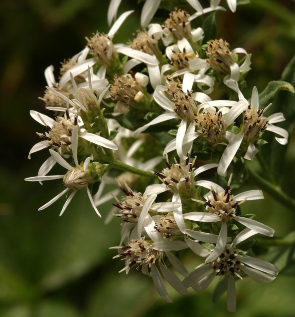 Image of Oregon whitetop aster