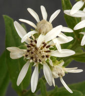 Image of Oregon whitetop aster