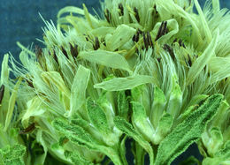 Image of Oregon whitetop aster