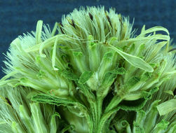 Image of Oregon whitetop aster