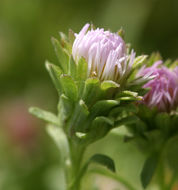 Image of short-rayed alkali aster