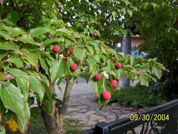 Plancia ëd Cornus kousa subsp. chinensis (Osborn) Q. Y. Xiang