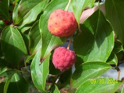 Plancia ëd Cornus kousa subsp. chinensis (Osborn) Q. Y. Xiang