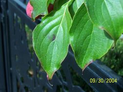 Plancia ëd Cornus kousa subsp. chinensis (Osborn) Q. Y. Xiang