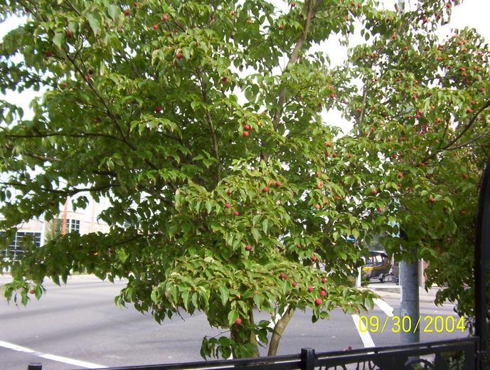 Plancia ëd Cornus kousa subsp. chinensis (Osborn) Q. Y. Xiang