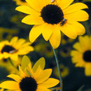 Image of paradox sunflower