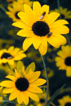 Image of paradox sunflower