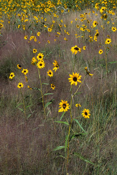 Image of paradox sunflower