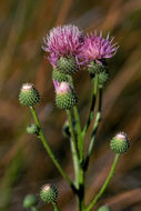 Plancia ëd Cirsium wrightii A. Gray