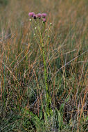 Plancia ëd Cirsium wrightii A. Gray