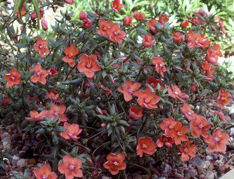 Lysimachia arvensis (L.) U. Manns & Anderb. resmi