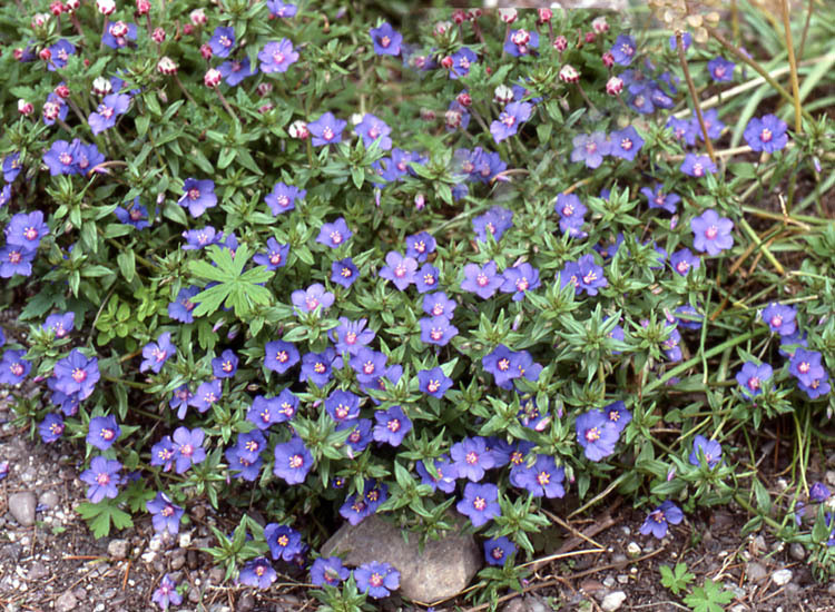 Image of <i>Anagallis monelli</i>