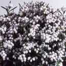 Image of <i>Andromeda polifolia</i> ssp. <i>shibutsu</i>