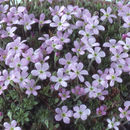 Image of Charpentier's Rock Jasmine