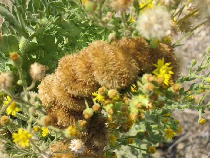 Imagem de Heterotheca grandiflora Nutt.