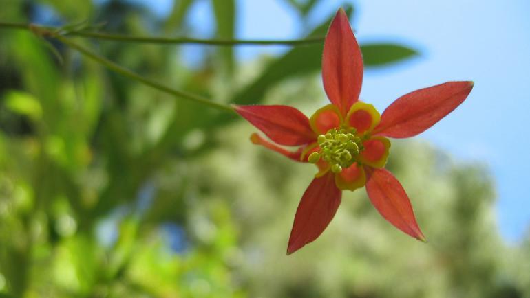 Image of western columbine