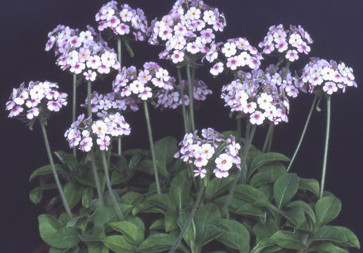 Image of Androsace foliosa Duby ex Decne.