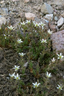 Image of <i>Minuartia nuttallii</i> ssp. <i>gracilis</i>