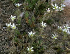 Image of <i>Minuartia nuttallii</i> ssp. <i>gracilis</i>