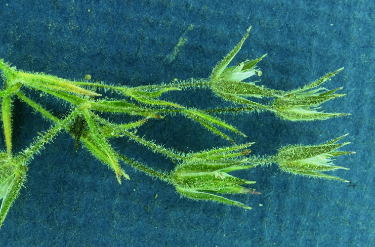 Image of <i>Minuartia nuttallii</i> ssp. <i>gracilis</i>