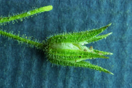 Image of <i>Minuartia nuttallii</i> ssp. <i>gracilis</i>