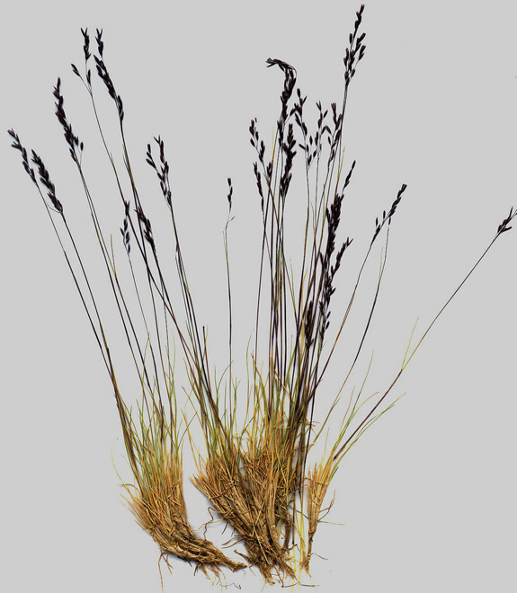 Sivun Calamagrostis purpurascens R. Br. kuva