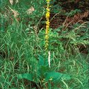 Verbascum nigrum L. resmi