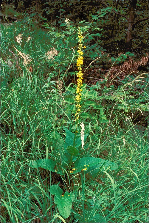 Verbascum nigrum L. resmi