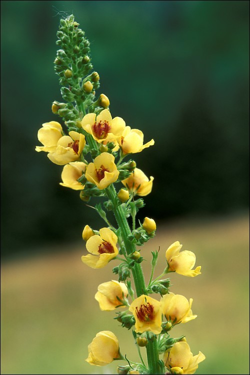 Image of Dark Mullein