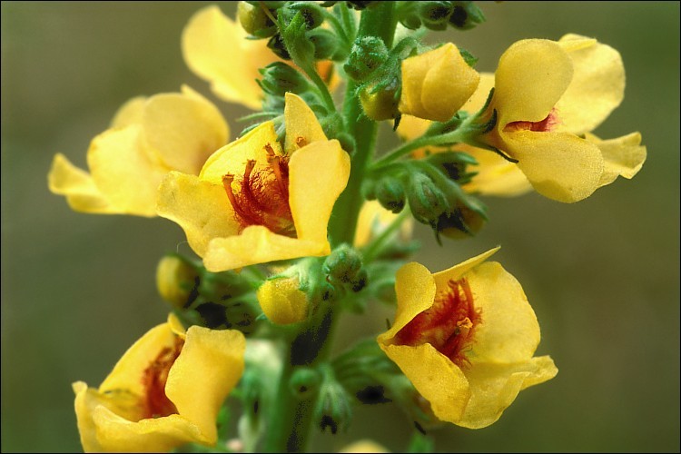 Image of Dark Mullein