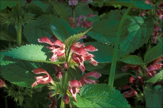 Image of Lamium orvala L.