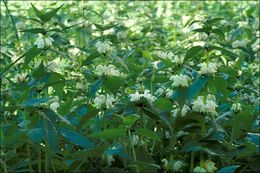 Image of white deadnettle