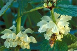 Image of white deadnettle