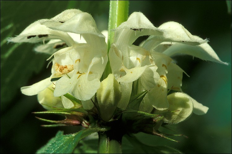 Image of white deadnettle