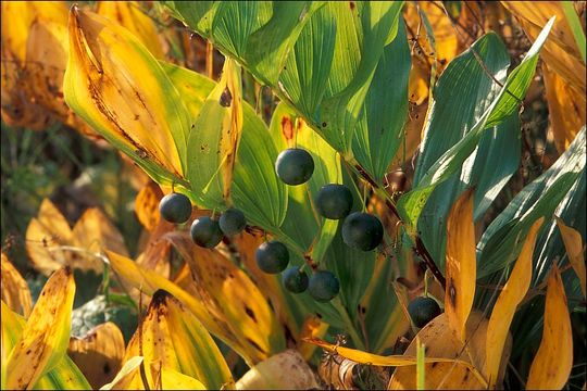 Слика од Polygonatum odoratum (Mill.) Druce