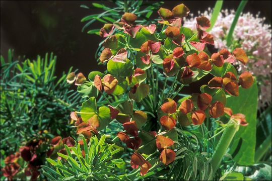 Image of Cypress Spurge