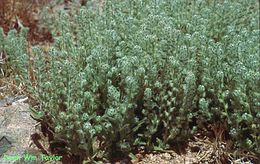 Image of basin cryptantha