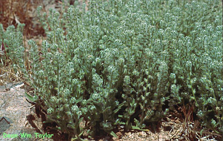 Imagem de Cryptantha ambigua (A. Gray) Greene